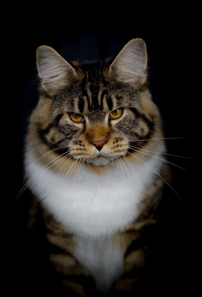Vivaldi of Masslcats Maine Coon
