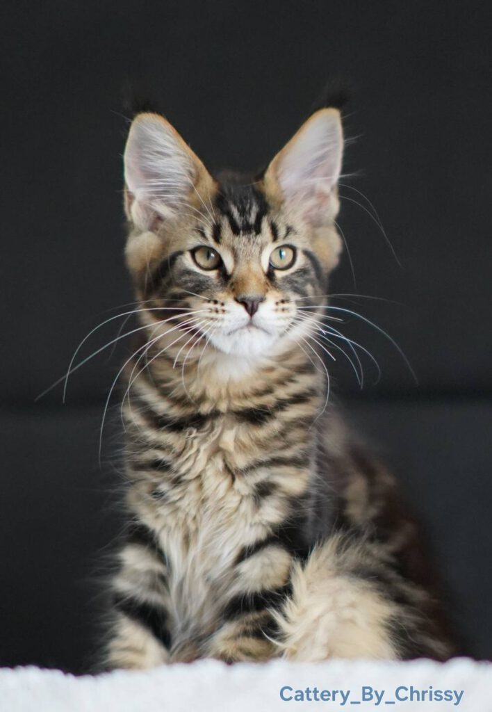 Aganix by Chrissy Maine coon 1